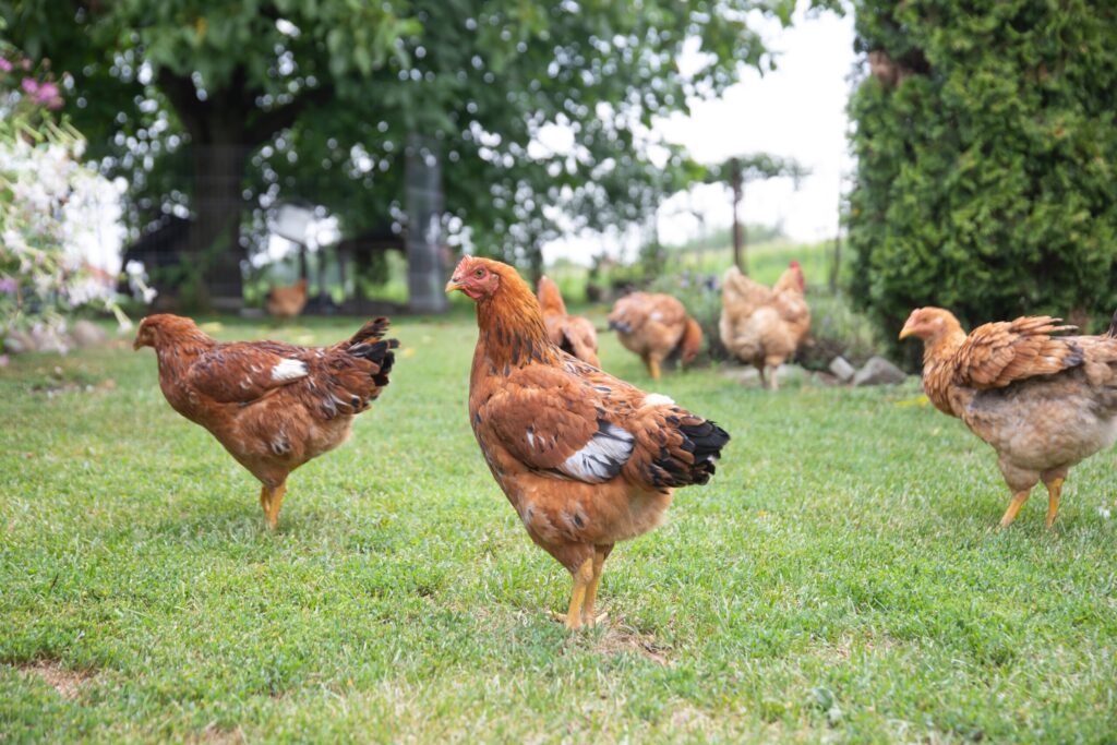 braune Hühner laufen frei auf einer Wiese
